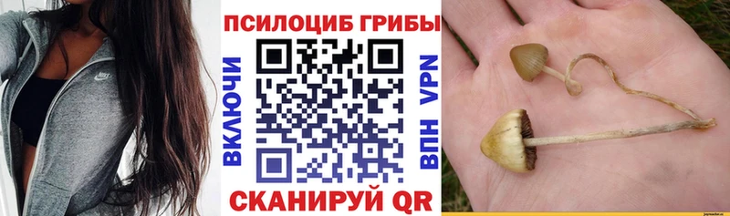 сколько стоит  сайты даркнета Telegram  Галлюциногенные грибы MAGIC MUSHROOMS  Куса 